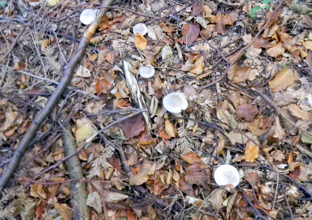 strmuľka inovaťová Clitocybe nebularis (Batsch) P. Kumm.