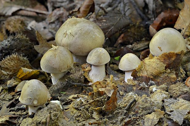 strmuľka inovaťová Clitocybe nebularis (Batsch) P. Kumm.