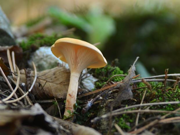 strmuľka Clitocybe sp.