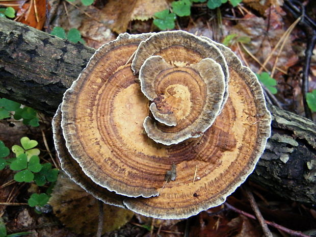 sieťkovček červenkastý Daedaleopsis confragosa (Bolton) J. Schröt.