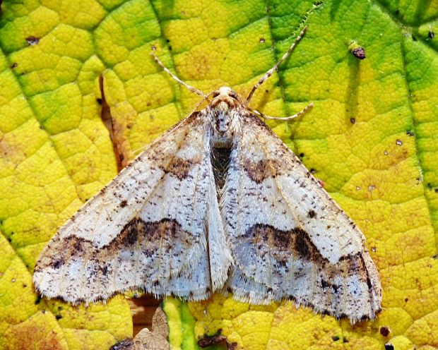 piadivka zimná Erannis defoliaria