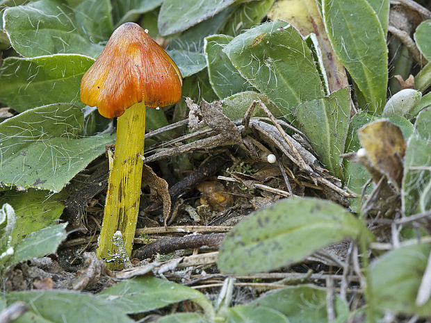 lúčnica kužeľovitá Hygrocybe conica (Schaeff.) P. Kumm.