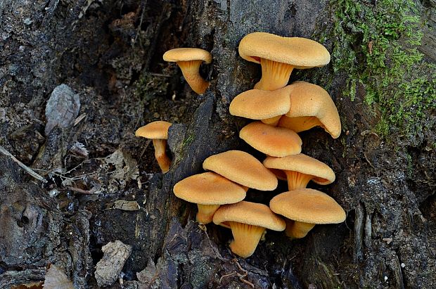 líška oranžová Hygrophoropsis aurantiaca (Wulfen) Maire