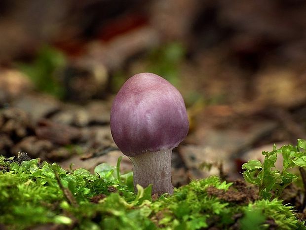 vláknica hlinovolupeňová Inocybe geophylla (Bull.) P. Kumm.