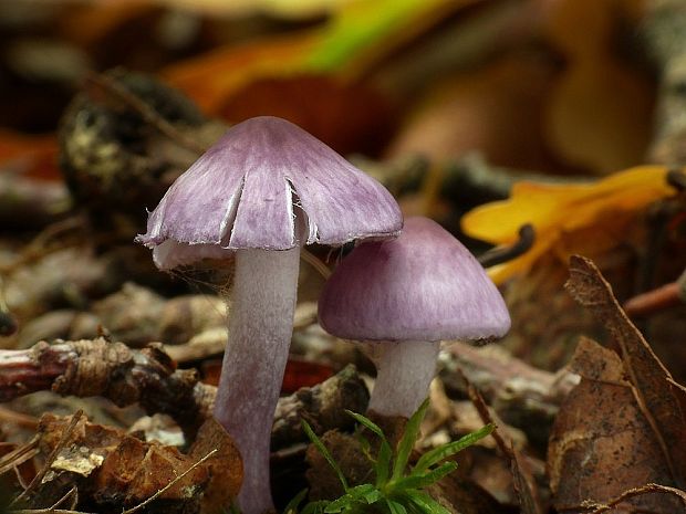 vláknica hlinovolupeňová Inocybe geophylla (Bull.) P. Kumm.