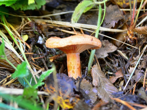 rýdzik pravý Lactarius deliciosus (L.) Gray