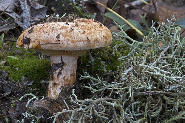 rýdzik pravý Lactarius deliciosus (L.) Gray