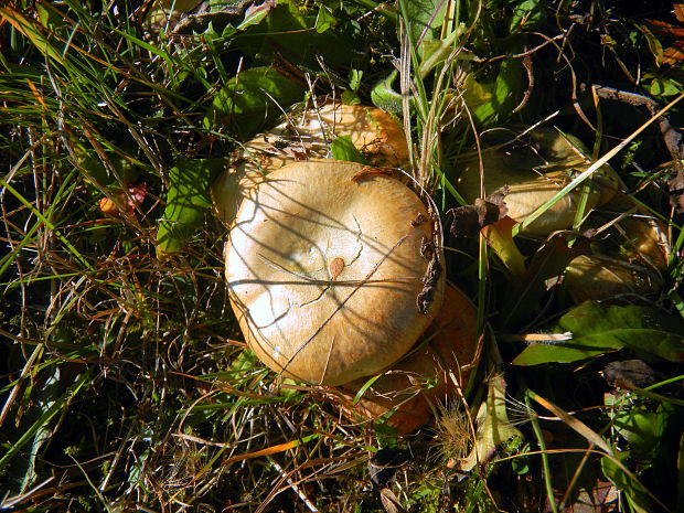 rýdzik smrekový Lactarius deterrimus Gröger