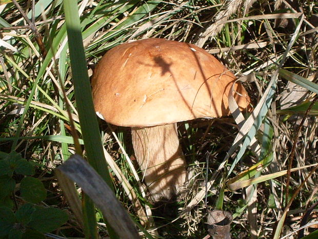 kozák osikový Leccinum albostipitatum den Bakker & Noordel.