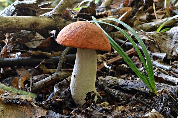 kozák osikový Leccinum albostipitatum den Bakker & Noordel.