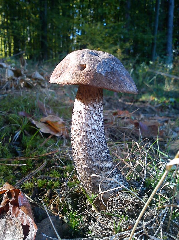 kozák hnedý Leccinum decipiens (Singer) Pilát & Dermek