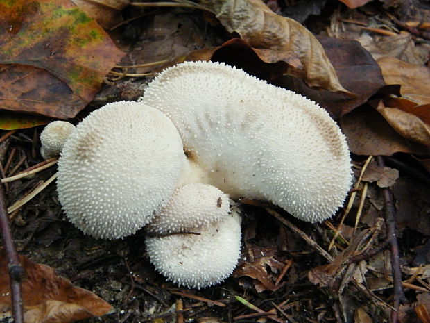 prášnica bradavičnatá Lycoperdon perlatum Pers.