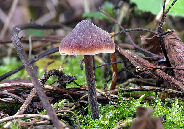 smeťovček uhorkový Macrocystidia cucumis (Pers.) Joss.