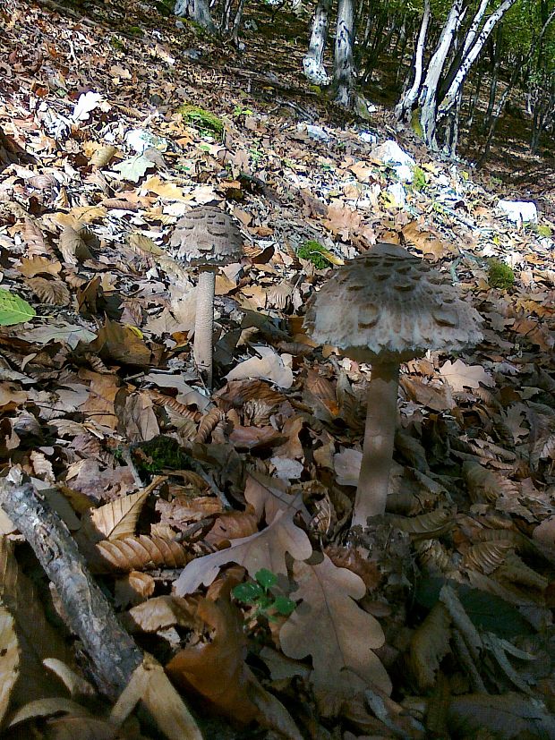 bedľa vysoká Macrolepiota procera (Scop.) Singer