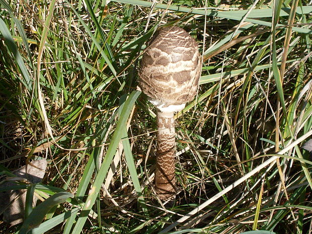 bedľa vysoká Macrolepiota procera (Scop.) Singer