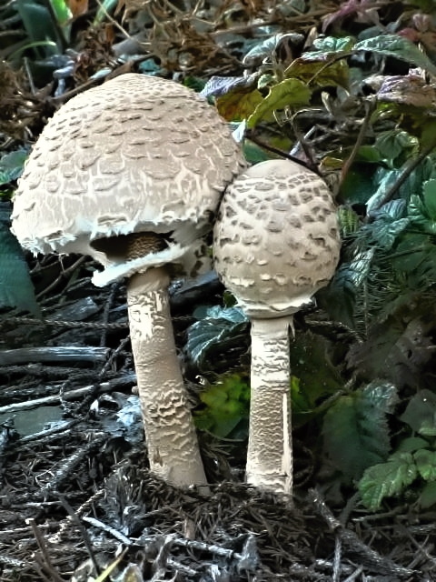 bedľa Macrolepiota sp.