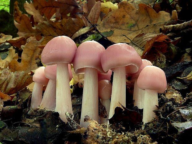 prilbička ružovkastá Mycena rosea Gramberg