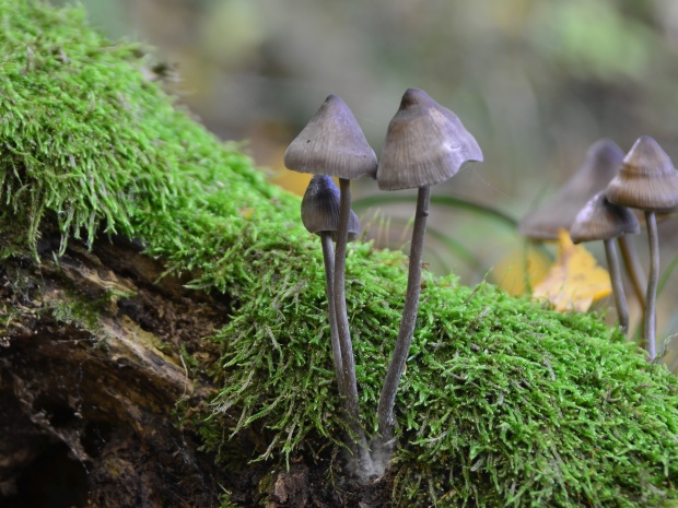 prilbička Mycena sp.