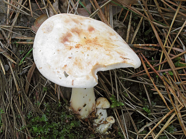 peniazovka škvrnitá Rhodocollybia maculata (Alb. & Schwein.) Singer