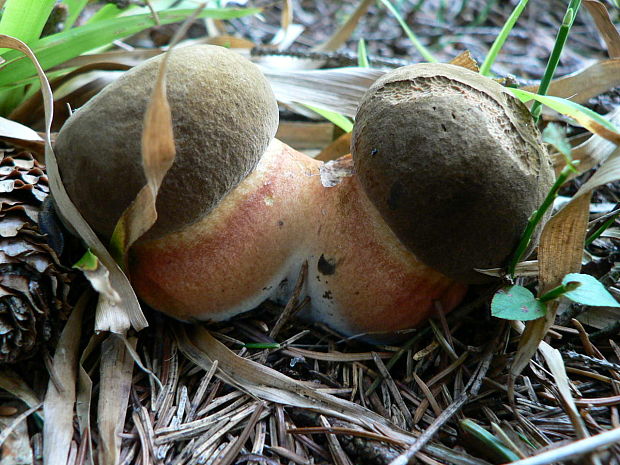 hríb zrnitohlúbikový Sutorius luridiformis (Rostk.) G. Wu & Zhu L. Yang