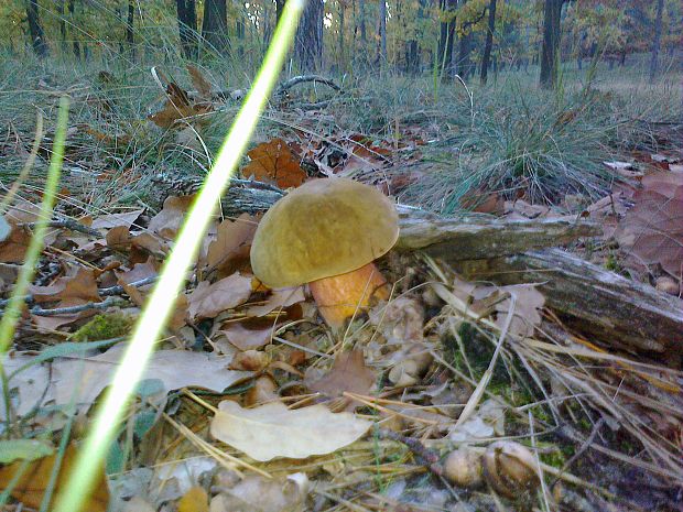 hríb zrnitohlúbikový Sutorius luridiformis (Rostk.) G. Wu & Zhu L. Yang