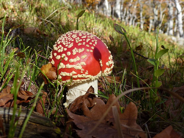 muchotrávka červená Amanita muscaria (L.) Lam.