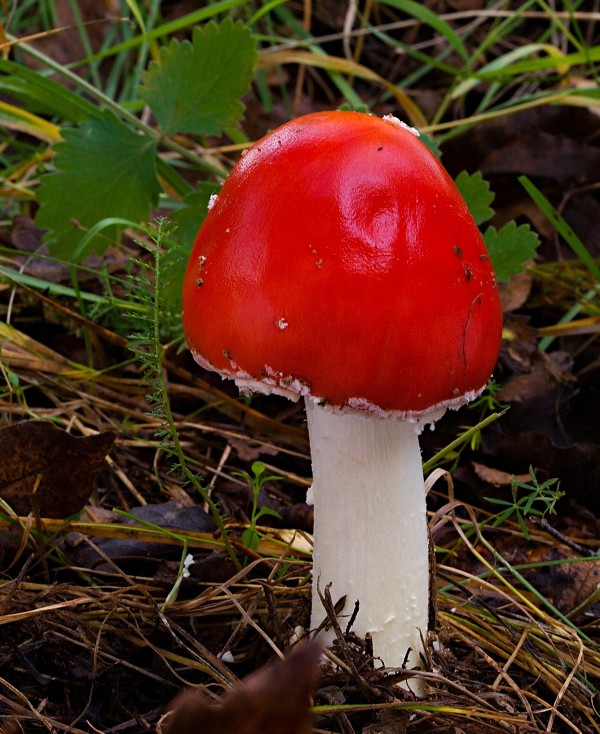 muchotrávka červená Amanita muscaria (L.) Lam.