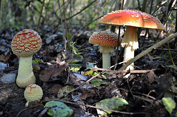 muchotrávka červená Amanita muscaria (L.) Lam.