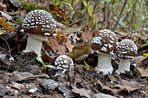 muchotrávka tigrovaná Amanita pantherina (DC.) Krombh.