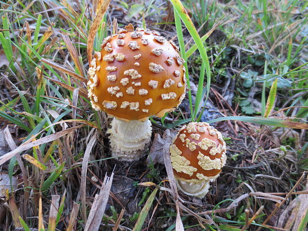 muchotrávka kráľovská Amanita regalis (Fr.) Michael