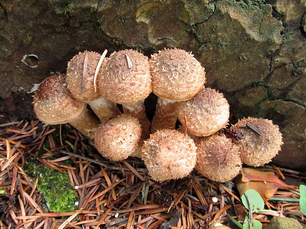 podpňovka tmavá Armillaria ostoyae (Romagn.) Herink