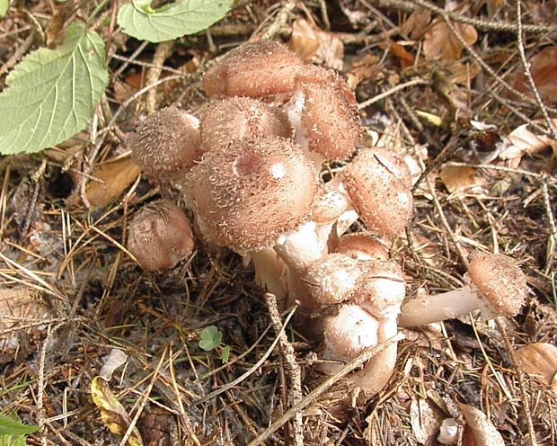 podpňovka tmavá Armillaria ostoyae (Romagn.) Herink