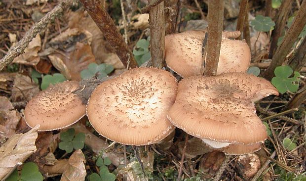 podpňovka tmavá Armillaria ostoyae (Romagn.) Herink