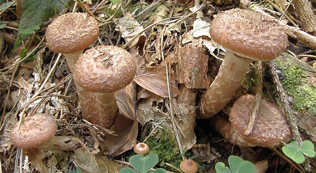 podpňovka tmavá Armillaria ostoyae (Romagn.) Herink