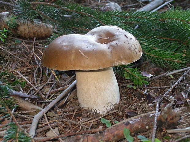 hríb smrekový Boletus edulis Bull.