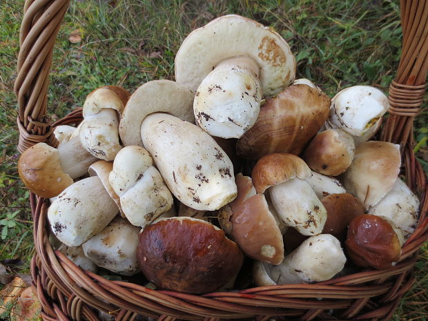 hríb smrekový Boletus edulis Bull.