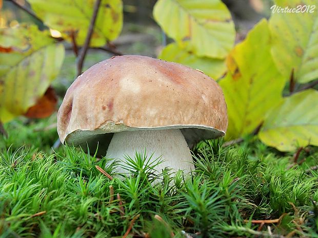 hríb smrekový Boletus edulis Bull.