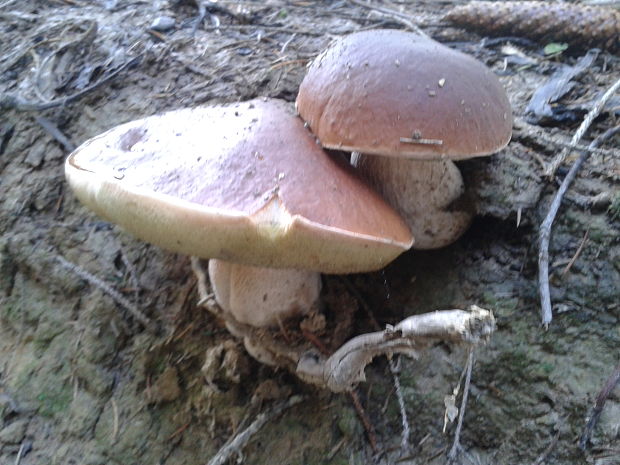 hríb smrekový Boletus edulis Bull.