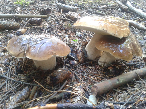 hríb smrekový Boletus edulis Bull.