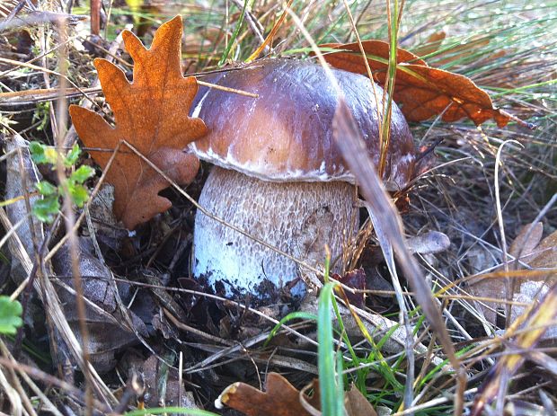 hríb smrekový Boletus edulis Bull.