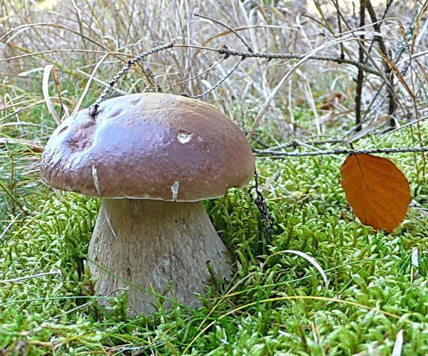 hríb smrekový Boletus edulis Bull.