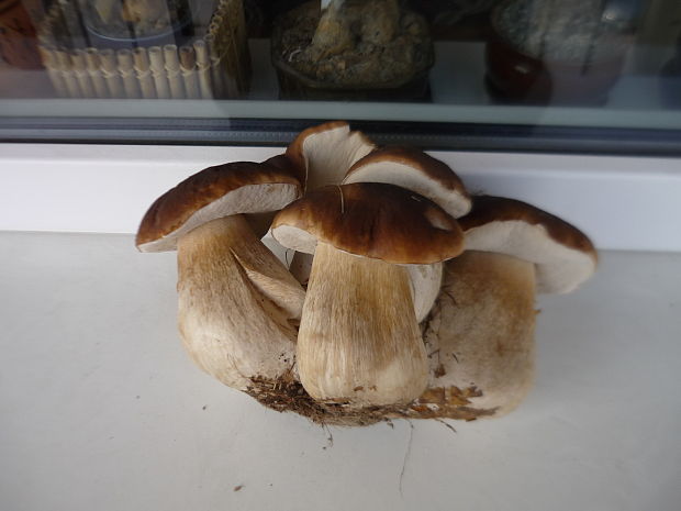 hríb smrekový Boletus edulis Bull.