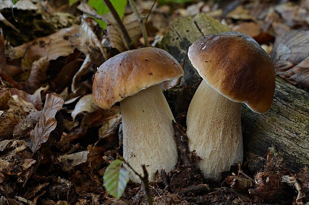 hríb smrekový Boletus edulis Bull.