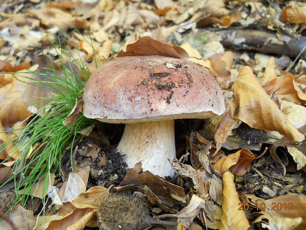 hríb sosnový Boletus pinophilus Pil. et Dermek in Pil.