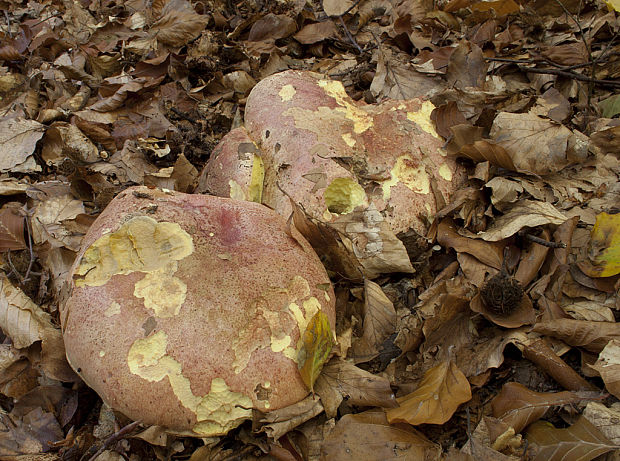 hríb kráľovský Butyriboletus regius (Krombh.) D. Arora & J.L. Frank