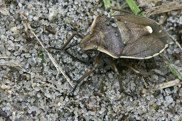 bzdocha Chlorochroa pinicola (Mulsant & Rey, 1852)