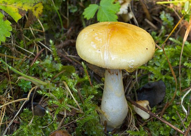 pavučinovec žltookrový Cortinarius delibutus Fr.