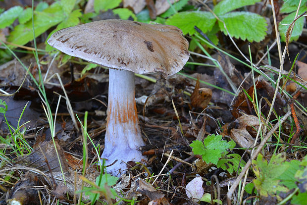 pavučinovec Cortinarius sp.