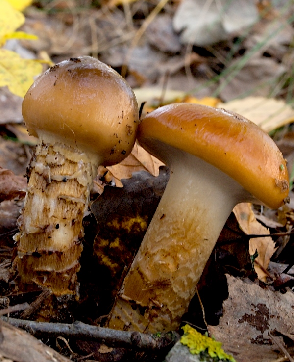 pavučinovec mazľavý Cortinarius trivialis J.E. Lange