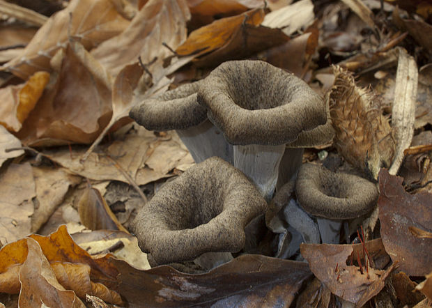 lievik trúbkovitý Craterellus cornucopioides (L.) Pers.